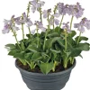 Discount Herzblattlilie (Hosta 'Blue Mouse Ears') D 21 cm Blühende Pflanzen|Pflanzen Für Schatten
