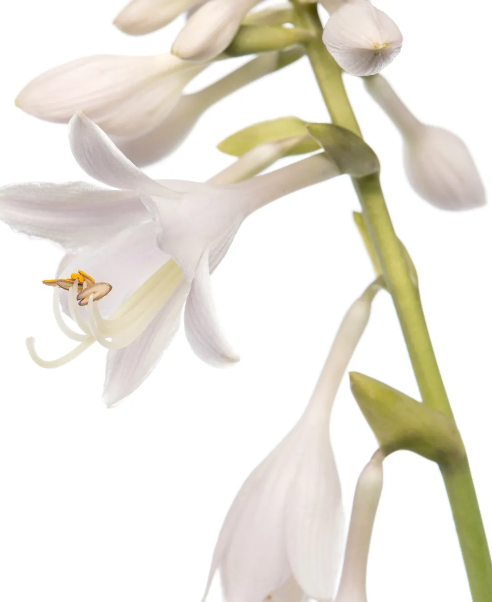 Herzblattlilie (Hosta sieboldiana 'Elegans') D 11 H 10 cm Blühende Pflanzen|Winterharte Pflanzen