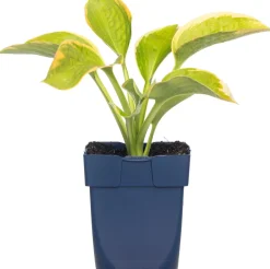 Outlet Herzblattlilie (Hosta sieboldiana 'Frances Williams') D 11 H 10 cm Blühende Pflanzen|Winterharte Pflanzen