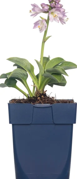 Herzblattlilie (Hosta tardiana 'Halcyon') D 11 H 10 cm Blühende Pflanzen|Winterharte Pflanzen