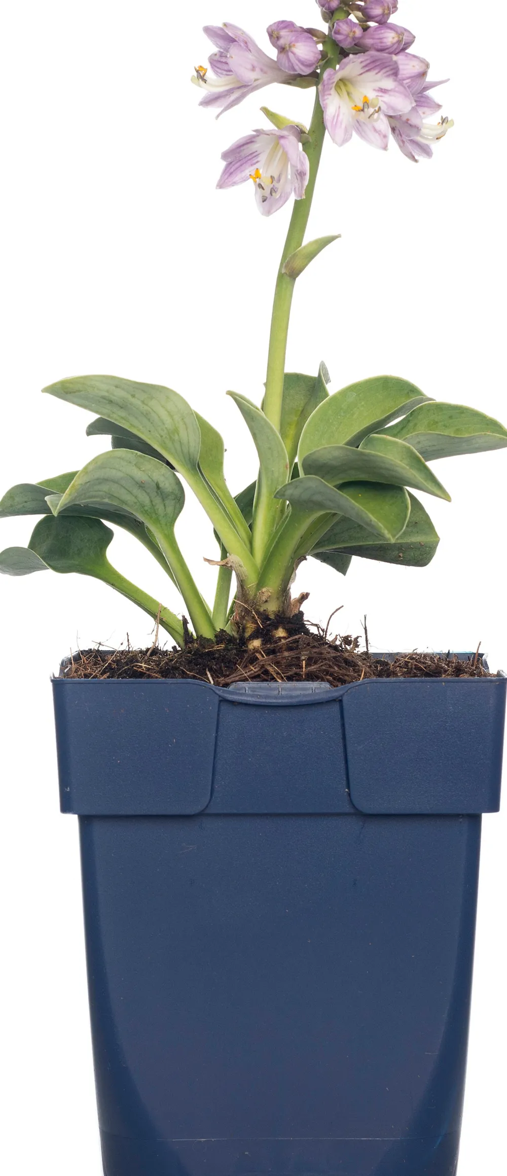 Herzblattlilie (Hosta tardiana 'Halcyon') D 11 H 10 cm Blühende Pflanzen|Winterharte Pflanzen