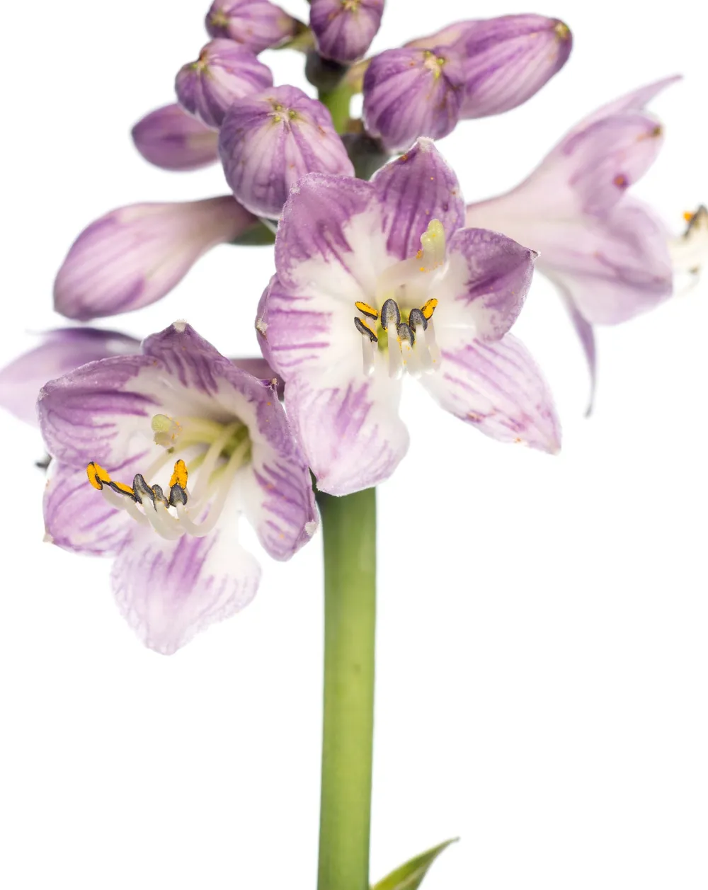 Herzblattlilie (Hosta tardiana 'Halcyon') D 11 H 10 cm Blühende Pflanzen|Winterharte Pflanzen