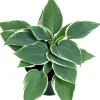 Best Herzblattlilie Mix (Hosta) D 17 H 30 cm Mehrjährige Pflanzen|Funkie