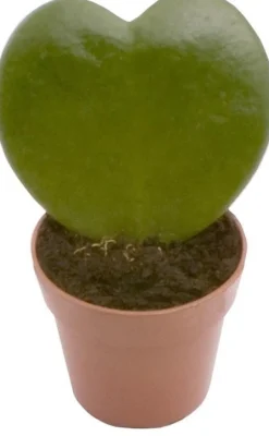 Best Herzblatt-Pflanze (Hoya kerrii) D 6 H 15 cm Kleine Zimmerpflanzen|Grünpflanzen