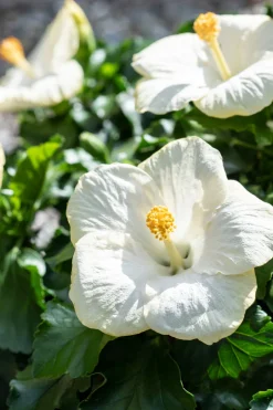 Hot Hibiskus (Hibiscus rosa sinensis) D 21 H 55 cm Hibiskus