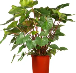 New Homalomena (Homalomena rubescens 'Maggy') D 34 H 120 cm Große Pflanzen|Grünpflanzen