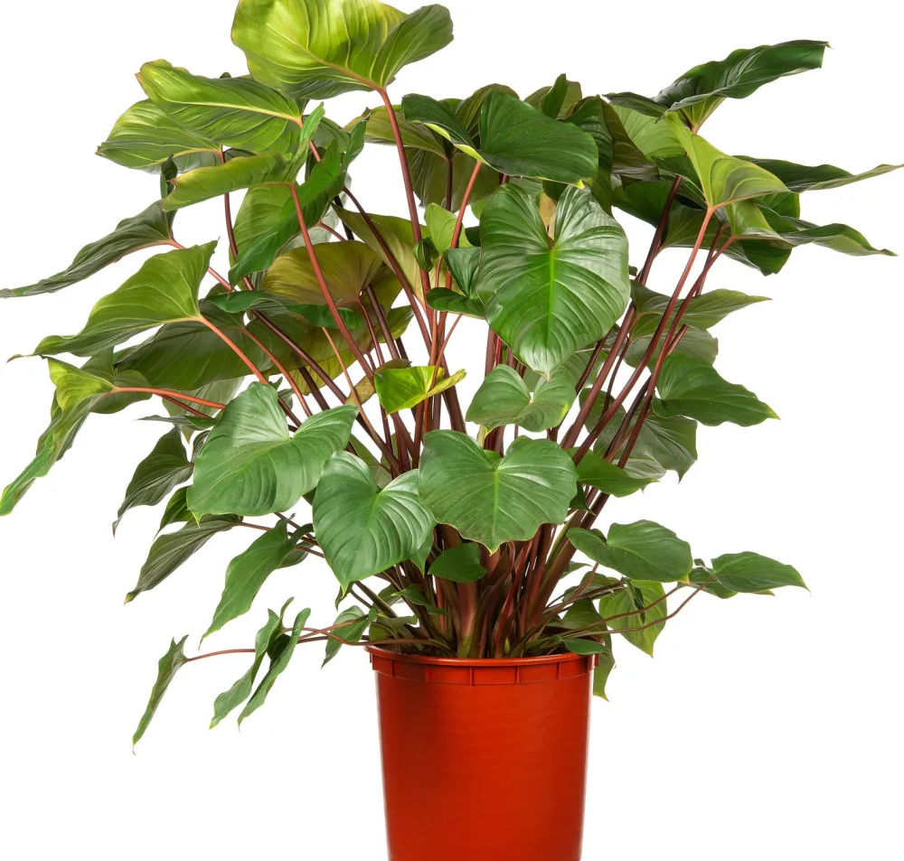 New Homalomena (Homalomena rubescens 'Maggy') D 34 H 120 cm Große Pflanzen|Grünpflanzen