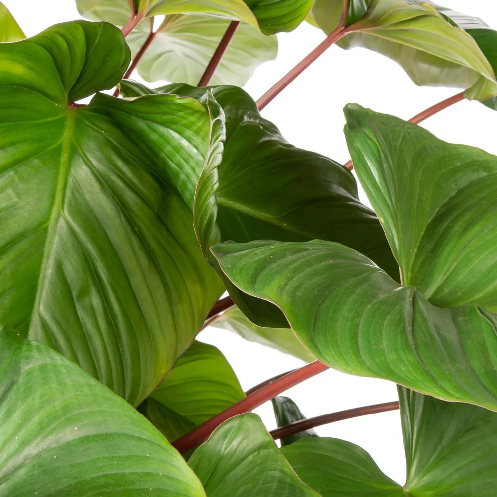 New Homalomena (Homalomena rubescens 'Maggy') D 34 H 120 cm Große Pflanzen|Grünpflanzen