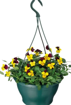 New Hornveilchen im Hängetopf (Viola cornuta) D 23 H 35 cm Einjährige Pflanzen|Stiefmütterchen & Hornveilchen