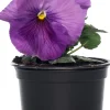 Discount Hornveilchen (Viola cornuta) D 9 cm Blühende Pflanzen|Einjährige Pflanzen