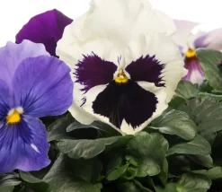 Discount Hornveilchen (Viola cornuta) D 9 cm Blühende Pflanzen|Einjährige Pflanzen