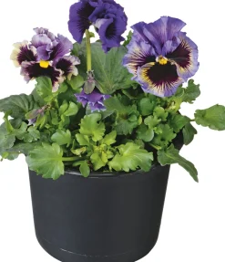 Discount Hornveilchen (Viola cornuta) D 9 cm Blühende Pflanzen|Einjährige Pflanzen