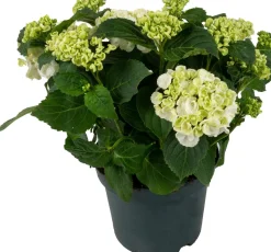 Clearance Hortensie (Hydrangea macrophylla ) weiß D 15 H 40 cm Blühende Zimmerpflanzen|Hortensien