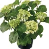Sale Hortensie (Hydrangea macrophylla) weiß D 21 H 40 cm Hortensien|Blühende Pflanzen