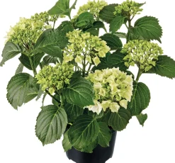 Sale Hortensie (Hydrangea macrophylla) weiß D 21 H 40 cm Hortensien|Blühende Pflanzen