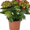 Outlet Hortensie (Hydrangea macrophylla) D 21 H 40 cm Hortensien|Blühende Pflanzen