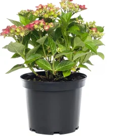 Clearance Hortensie (Hydrangea macrophylla) rot D 17 cm Hortensien|Winterharte Pflanzen