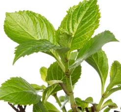 Clearance Hortensie (Hydrangea macrophylla) rot D 17 cm Hortensien|Winterharte Pflanzen