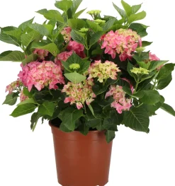 Best Hortensie (Hydrangea macrophylla) rosa D 21 H 40 cm Hortensien|Blühende Pflanzen