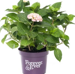 Hot Hortensie (Hydrangea macrophylla 'Forever & Ever') roze D 23 H 30 cm Hortensien|Hortensien