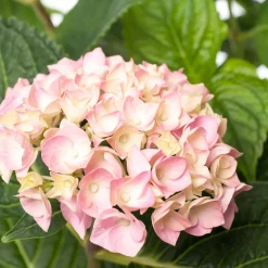 Hot Hortensie (Hydrangea macrophylla 'Forever & Ever') roze D 23 H 30 cm Hortensien|Hortensien