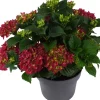 Online Hortensie (Hydrangea macrophylla ) rot D 15 H 40 cm Hortensien|Blühende Pflanzen