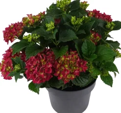 Online Hortensie (Hydrangea macrophylla ) rot D 15 H 40 cm Hortensien|Blühende Pflanzen