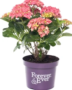 Hot Hortensie (Hydrangea macrophylla 'Forever & Ever') rood D 23 H 30 cm Hortensien|Hortensien