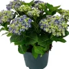 New Hortensie (Hydrangea macrophylla) Blau D 15 H 40 cm Blühende Zimmerpflanzen|Hortensien