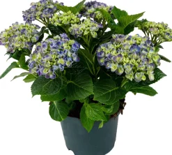 New Hortensie (Hydrangea macrophylla) Blau D 15 H 40 cm Blühende Zimmerpflanzen|Hortensien