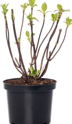 Sale Hortensie (Hydrangea macrophylla) weiß Hortensien|Blühende Pflanzen