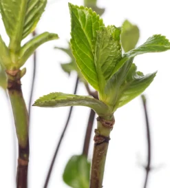 Sale Hortensie (Hydrangea macrophylla) weiß Hortensien|Blühende Pflanzen