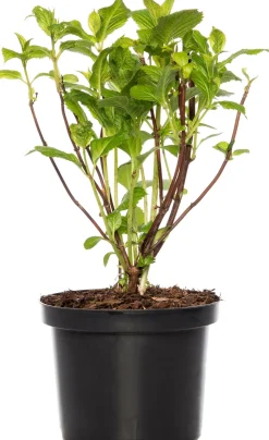 Hot Hortensie (Hydrangea Macrophylla) blau Hortensien|Blühende Pflanzen