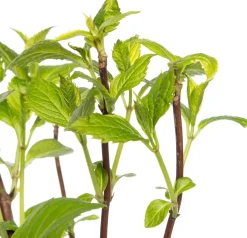 Hot Hortensie (Hydrangea Macrophylla) blau Hortensien|Blühende Pflanzen