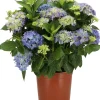 Sale Hortensie (Hydrangea macrophylla) blau D 21 H 40 cm Hortensien|Blühende Pflanzen