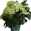 Hortensie (Hydrangea 'Magical Noblesse') weiß D 20 H 45 cm Hortensien|Blühende Pflanzen