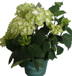 Hortensie (Hydrangea 'Magical Noblesse') weiß D 20 H 45 cm Hortensien|Blühende Pflanzen