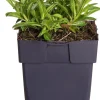 Online Ähriger Ehrenpreis (Veronica spicata 'Inspire Blue') D 11 H 20 cm Mehrjährige Pflanzen|Ehrenpreis