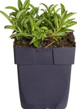 Online Ähriger Ehrenpreis (Veronica spicata 'Inspire Blue') D 11 H 20 cm Mehrjährige Pflanzen|Ehrenpreis