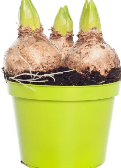 Online Hyazinthe (Hyacintus orientalis 'Pink Pearl') D 12 H 15 cm Kleine Zimmerpflanzen|Blühende Zimmerpflanzen