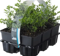 Clearance Immergrüne Heckenkirsche (Lonicera Nitida 'Maigruen') Heckenpflanzen|Kletterpflanzen