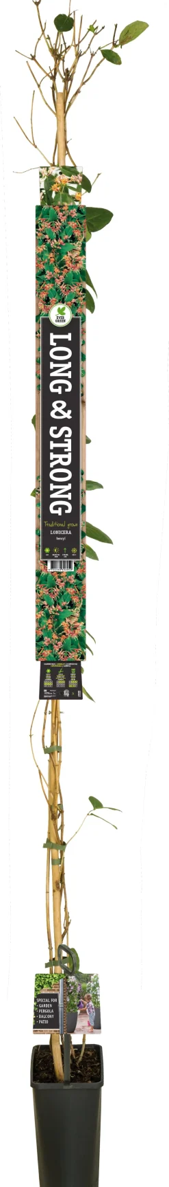 Online Immergrünes Geißblatt (Lonicera henryi) D 23 H 210 cm Blühende Pflanzen|Kletterpflanzen