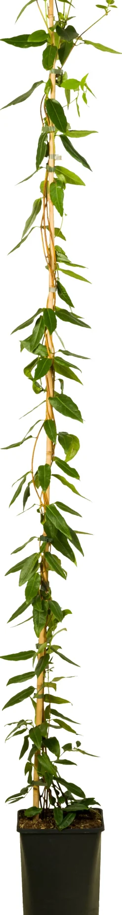 Discount Immergrünes Geißblatt (Lonicera henryi 'Copper Beauty') D 23 H 210 cm Kletterpflanzen|Winterharte Pflanzen