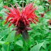 Best Indianernessel (Monarda 'Cambridge Scarlet') Blühende Pflanzen|Mehrjährige Pflanzen