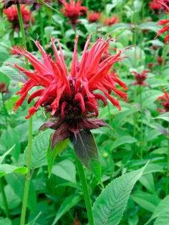 Best Indianernessel (Monarda 'Cambridge Scarlet') Blühende Pflanzen|Mehrjährige Pflanzen