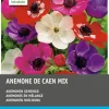 Sale Anemonen (Anemone 'De Caen') Blumenzwiebel-Mischung 60 St. Frühlings-Blüher|Blumenzwiebeln
