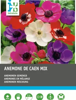 Sale Anemonen (Anemone 'De Caen') Blumenzwiebel-Mischung 60 St. Frühlings-Blüher|Blumenzwiebeln
