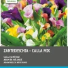 Outlet Aronstab (Zantedeschia) Blumenzwiebel-Mischung 4 St. Sommer-Blüher|Blumenzwiebeln