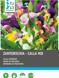 Outlet Aronstab (Zantedeschia) Blumenzwiebel-Mischung 4 St. Sommer-Blüher|Blumenzwiebeln