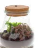 Hot Arrangement Terrarium mit LED-Korken D 15 H 19 cm Kleine Zimmerpflanzen|Pflanzenarrangements